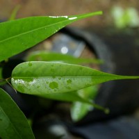 Doona affinis Thwaites